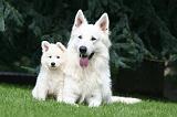 BERGER BLANC SUISSE - ADULTS ET PUPPIES 076